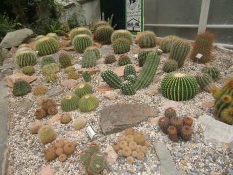 Steyl : Maashoek, Botanischer Garten Jochumhof, mediterranes Gewächshaus